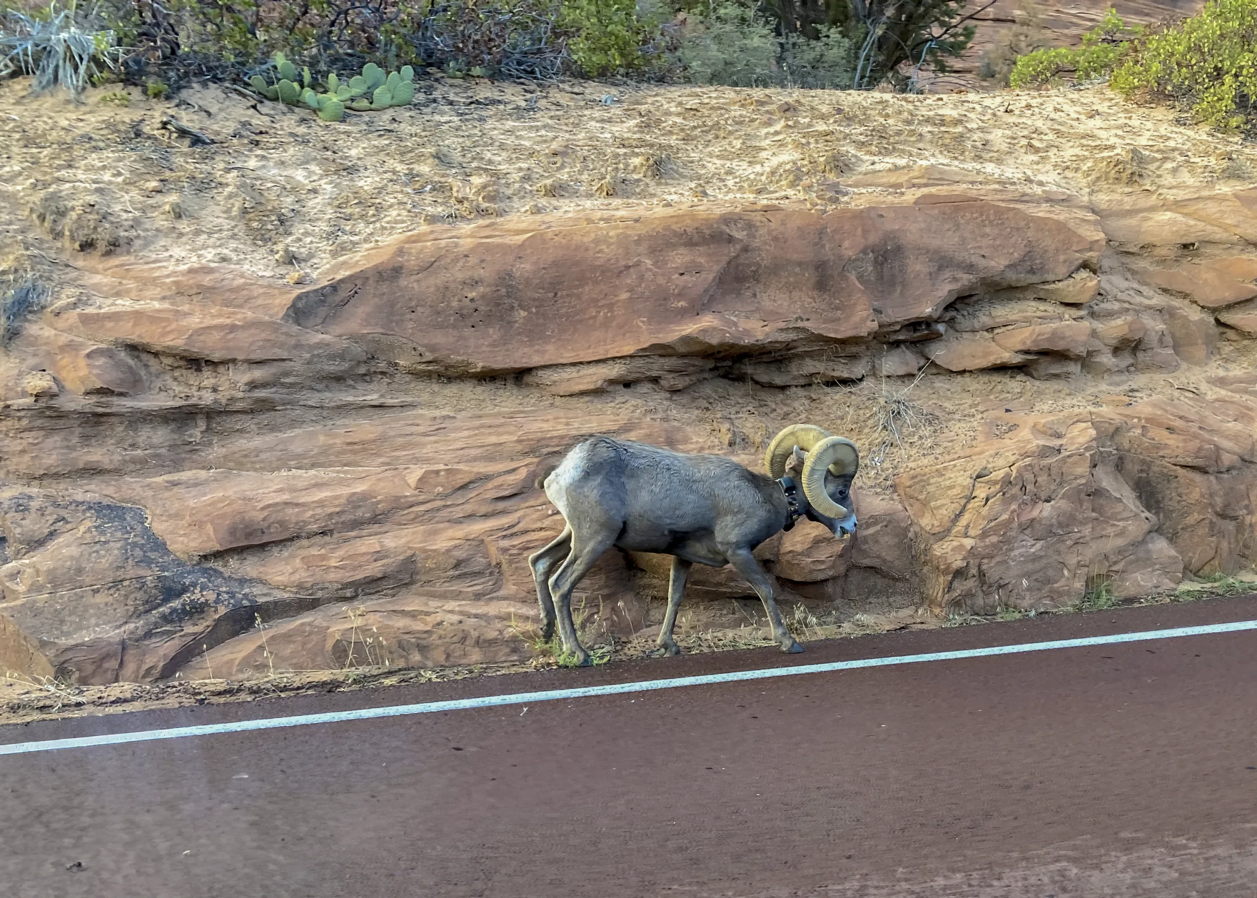 Desert Bighorn Sheep with a tracking collar walking along the Zion-Mount Carmel Highway in Zion National Park.